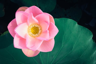 粉色有花瓣的花朵的特写照片

